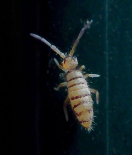 Entomobrya nigrocincta